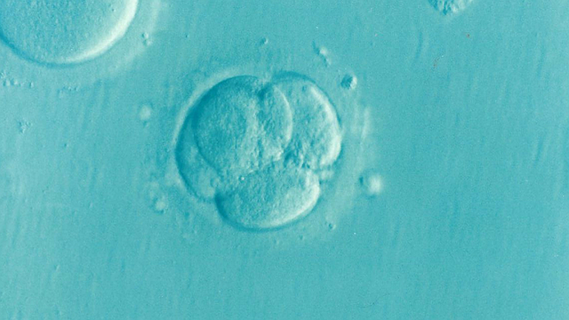 What are the rules on IVF in Spain?