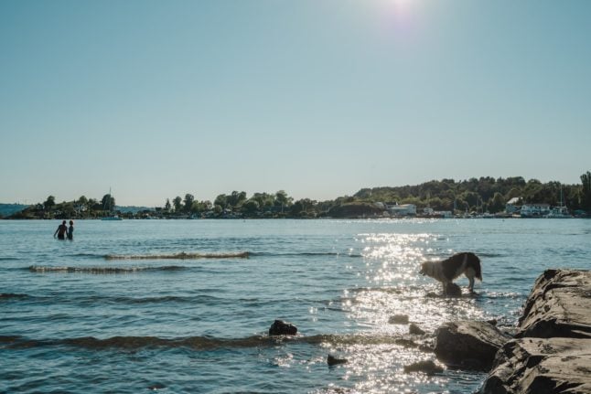 Pictured is a dog and people enjoying the weather off of one of Oslo's islands.