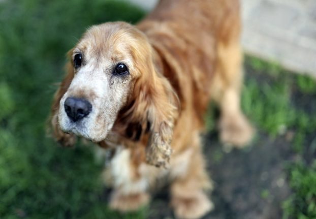 Reader question: What do I do if my pet goes missing in France?