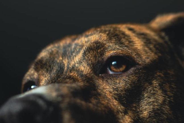 Are there any banned cat and dog breeds in Norway?