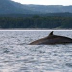 Norwegian study highlights importance of whale excrement in ocean fertilisation