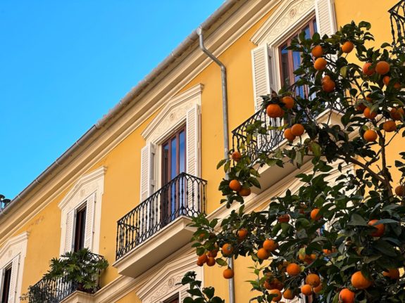 Why does Valencia have so many blooming oranges?