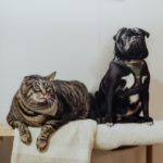 How long can I leave my cat or dog alone at home in Spain?