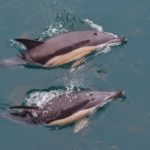 French court orders fishing bans to protect dolphins