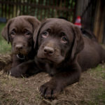 Danish ‘puppy boom’ over as Labrador tops list of country’s favourite dogs