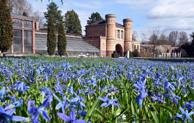 In the sunshine and spring-like temperatures, scillas are blooming in the Karlsruhe Botanical Garden.