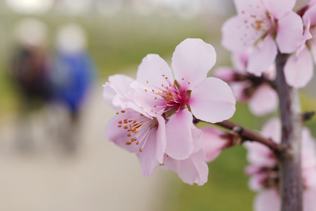 Hikers walk past the blossoms of an almond tree on the Almond Blossom Trail in Gimmeldingen, Rhineland Palatinate.