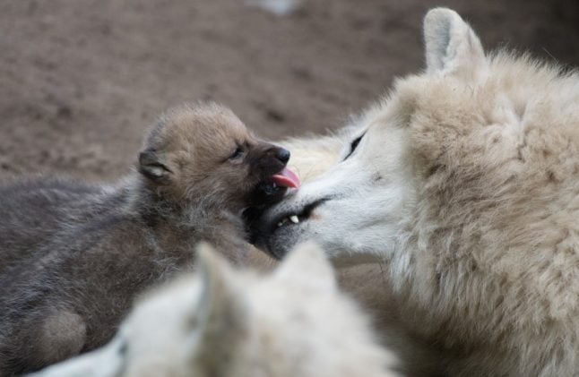 Wolf pup and his mother