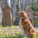 Barcelona to be first city in Spain to create a public pet cemetery