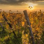 9 tips for enjoying a French vineyard tour (and wine tasting)