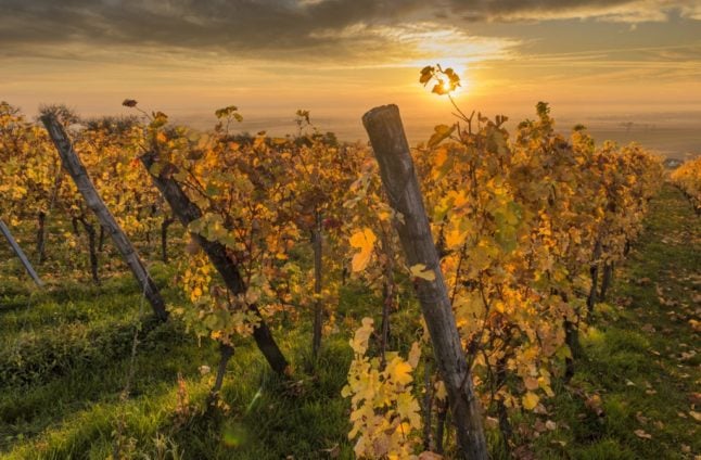 9 tips for enjoying a French vineyard tour (and wine tasting)