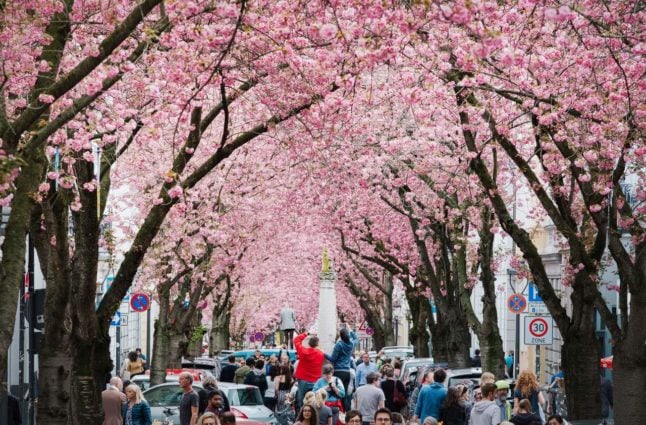 Cherry blossom avenue Bonn