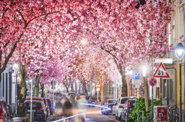 Bonn's famous Heerstraße during cherry blossom season.