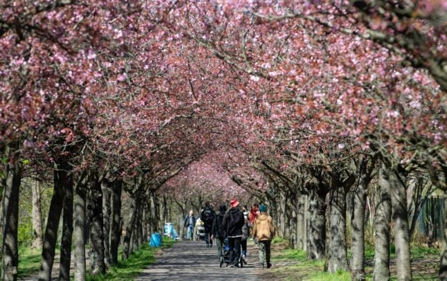 Cherry blossom trees in a stretch of the Berlin Mauerweg