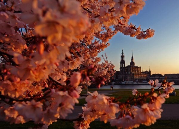 Cherry blossom along Dresden's Elbufer at sunset.