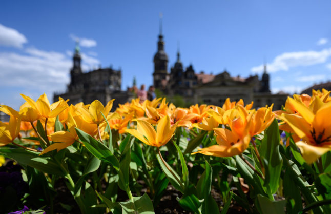 Tulips in Dresden