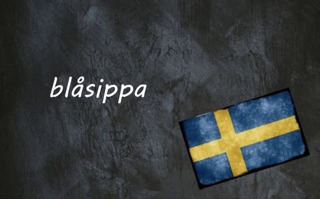 Swedish word of the day: blåsippa
