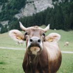 EXPLAINED: 8 rules nature lovers should follow in the Swiss countryside