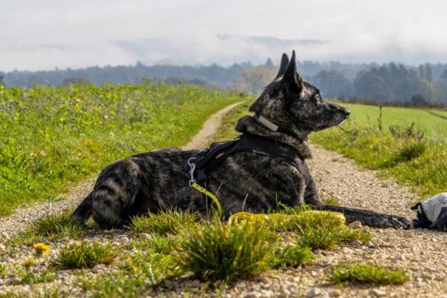 Where and when must dogs be kept on a leash in Switzerland?