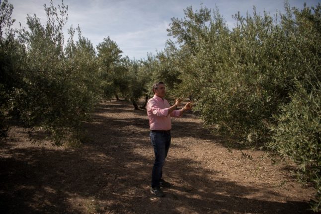 Drought spells ‘catastrophe’ for Spain’s olive harvest