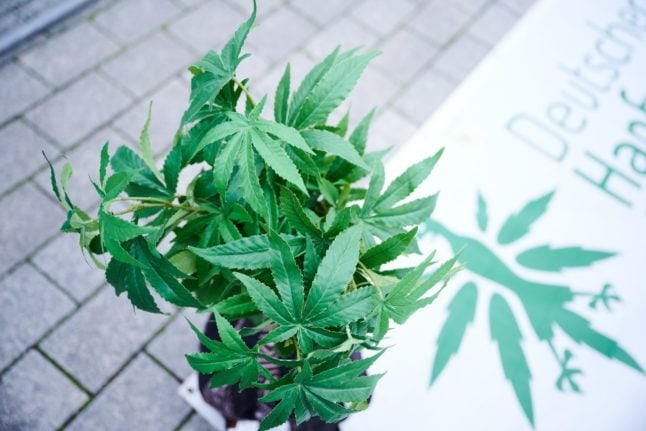 Hemp plant at cannabis legalisation demo