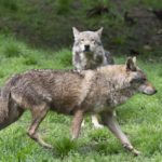 Austrian regions to allow controversial killing of wolves