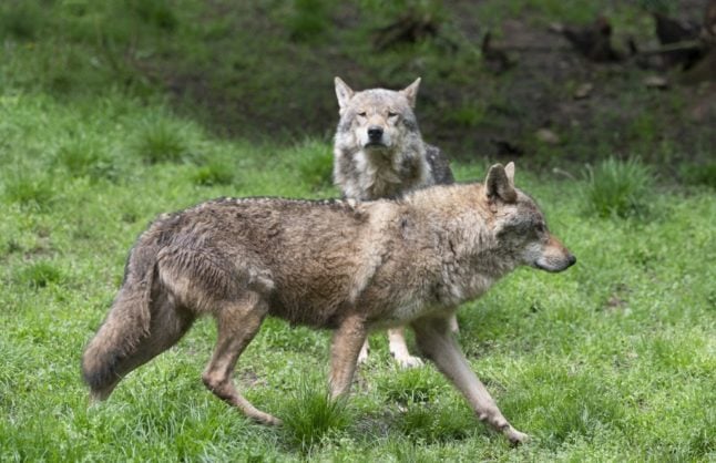 Austrian regions to allow controversial killing of wolves