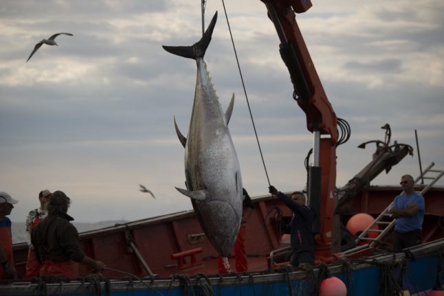 Spain's 3,000-year-old tuna fishing tradition