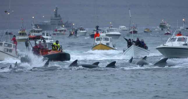 Faroe Islands resumes controversial dolphin hunt