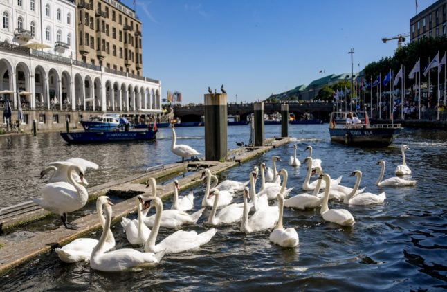 Swans gather at the shores of the Alster See in Hamburg 