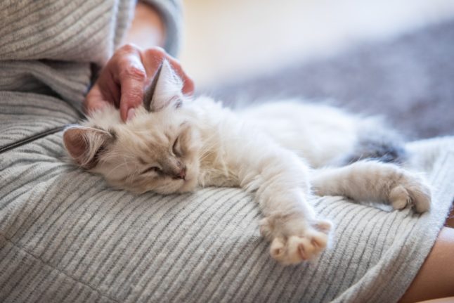 A cat falls asleep in its owner's arms.