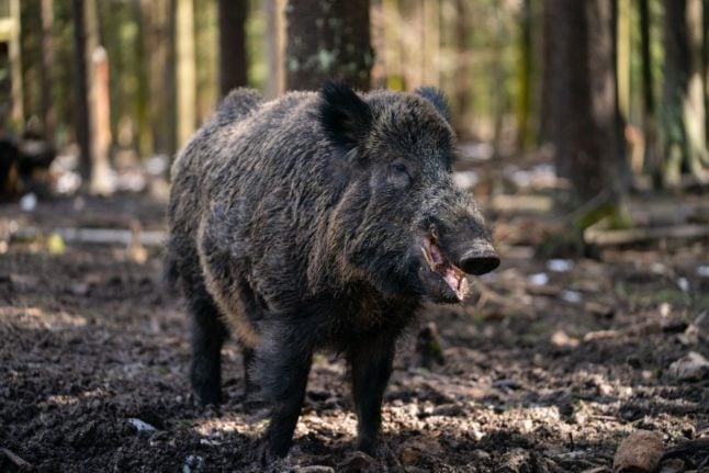 wild boar in Bavaria