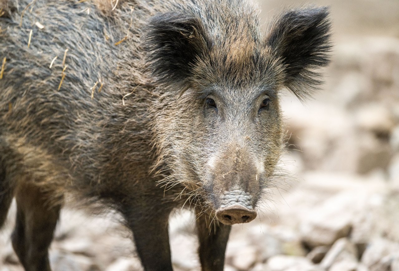 What to know about Germany’s wild boars – and how to stay safe around them