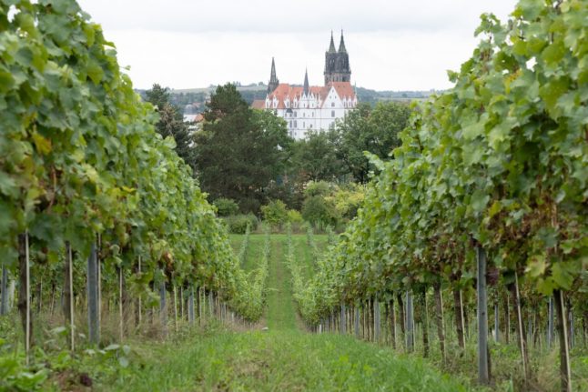 A vineyard in front of Albrechtsburg Castle and Cathedral in Saxony.