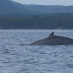 Norwegian experiment paused after whale drowns