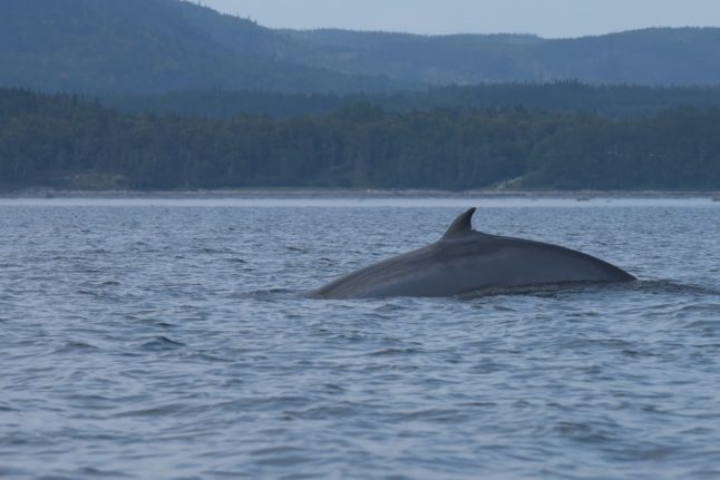 Pictured is Minke whale.