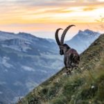 Everything you need to know about hunting in Switzerland