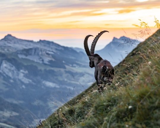 Everything you need to know about hunting in Switzerland