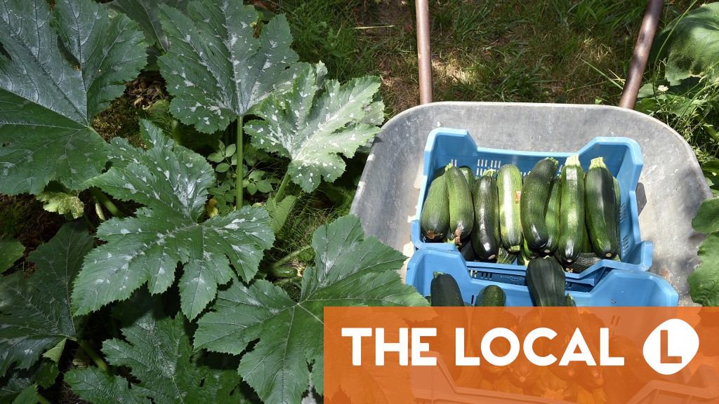 FACTCHECK Is France about to impose a vegetable garden tax? Time News