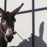 France’s weirdest local laws – from mosquito bans to donkey rules
