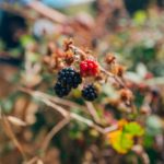 Five berries and flowers you can forage for in Norway this summer 