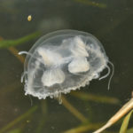 Vienna: What you need to know about the jellyfish invasion on the Danube