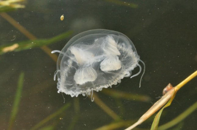 A sweet water jellyfish swimming in the Danube river in Vienna in 2014.