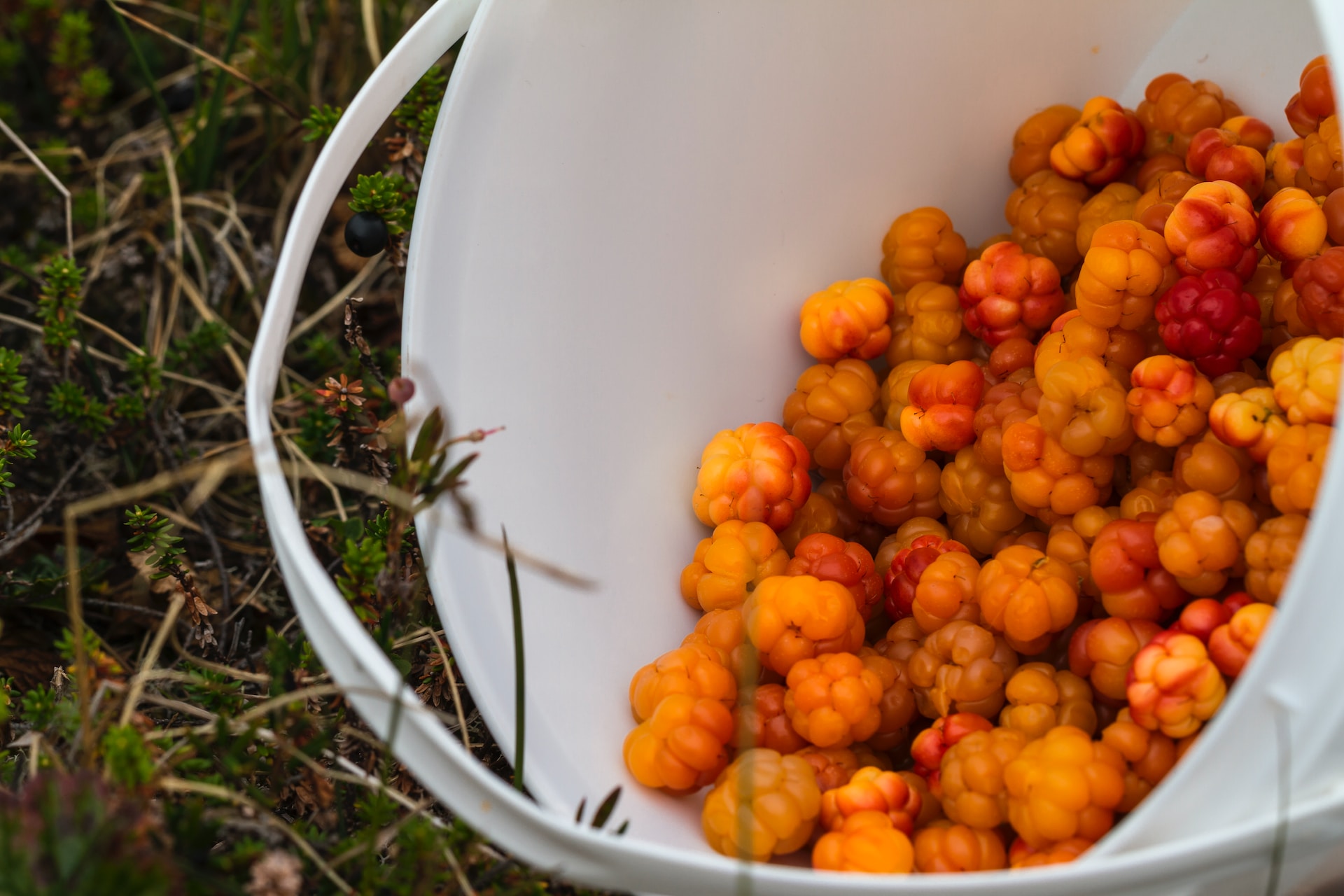 Pictured is a bucket of cloudberries. 