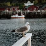 Northern Norway suffers serious bird flu outbreak 