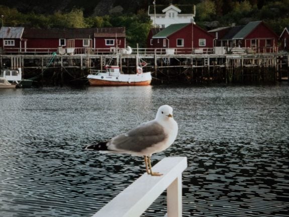 Pictured is a bird in Lofoten, northern Norway.