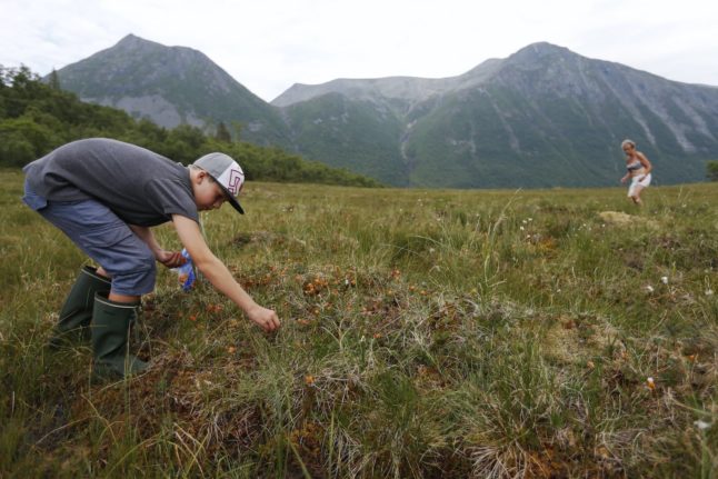 Five berries and flowers you can forage in Sweden this summer