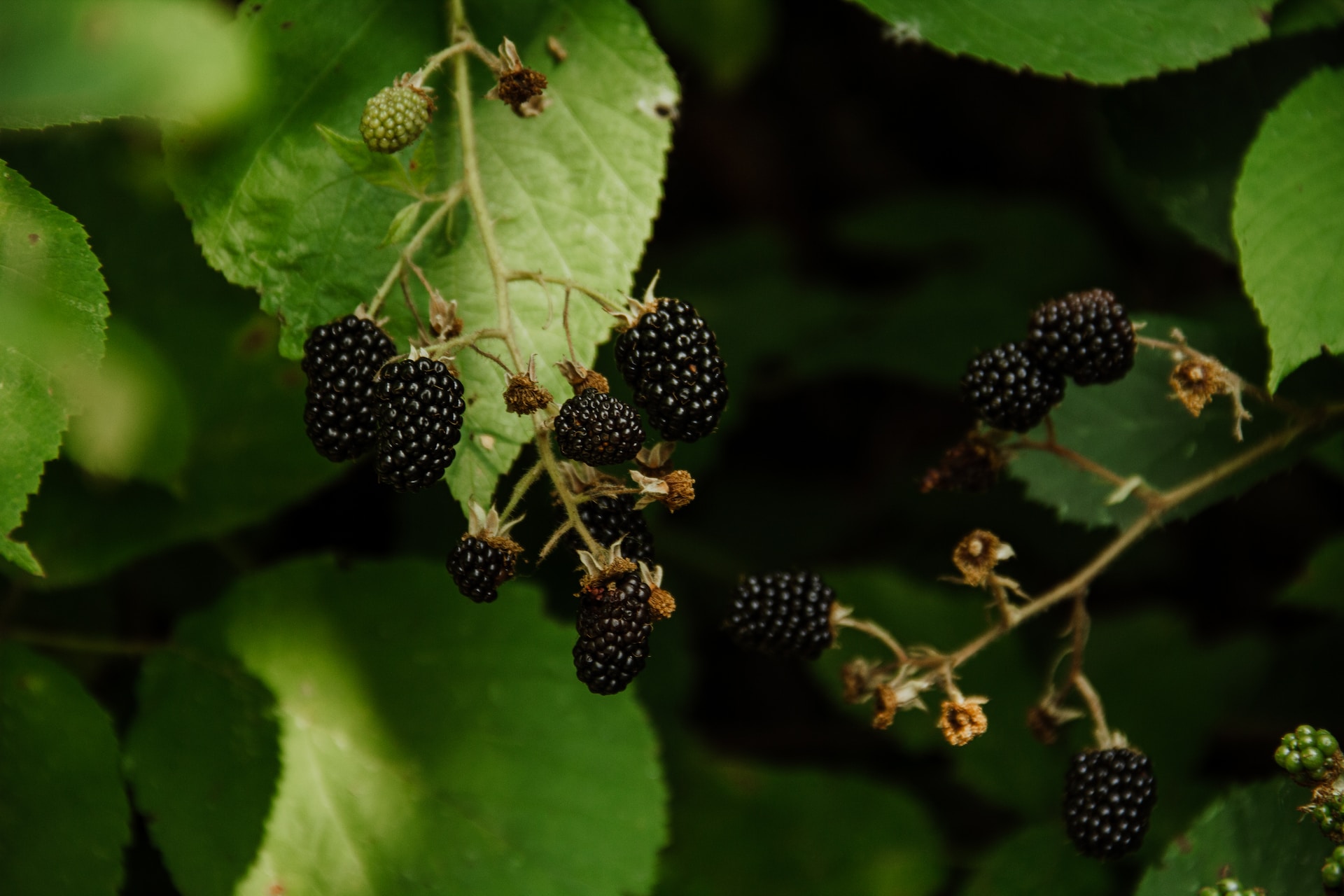 Pictured is a blackberry bush 