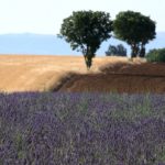 Invasive caterpillar threatens French lavender fields