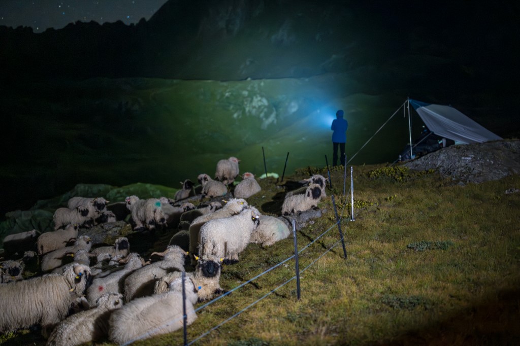 Aliki Buhayer-Mach uses a powerful torch to light the area in Pontimia Pasture in the Swiss Alps to search for wolves. 